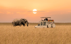 Safari Safari