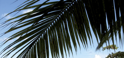 Résidence Hôtelière Fleurs des Iles, Séjour Antilles, Guadeloupe par Ôvoyages Résidence Hôtelière Fleurs des Iles, Séjour Antilles, Guadeloupe par Ôvoyages