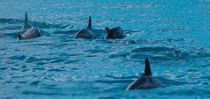 Hôtel Drift Thelu Veliga Retreat 5* Adult Only +12, Séjour Maldives par Ôvoyages Hôtel Drift Thelu Veliga Retreat 5* Adult Only +12, Séjour Maldives par Ôvoyages