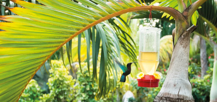 Villas Wilana, Séjour Antilles, Guadeloupe par Ôvoyages Villas Wilana, Séjour Antilles, Guadeloupe par Ôvoyages