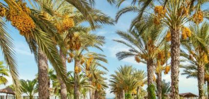 Hôtel Palm Azur 4*, Séjour Tunisie, Djerba par Ôvoyages Hôtel Palm Azur 4*, Séjour Tunisie, Djerba par Ôvoyages