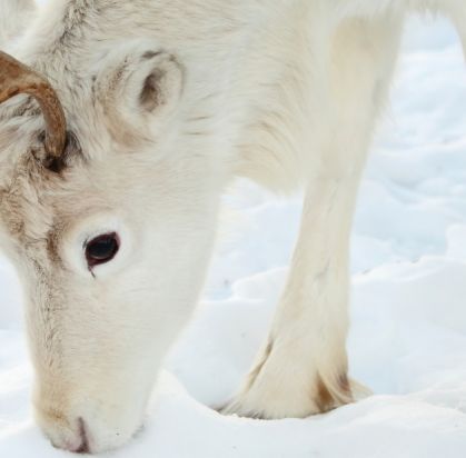 Hôtel Suomutunturi (activités à la carte incluses), Séjour Finlande, Laponie par Ôvoyages Hôtel Suomutunturi (activités à la carte incluses), Séjour Finlande, Laponie par Ôvoyages