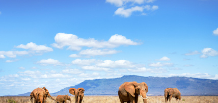 Circuit Découverte du Kenya, de la Savane à l'Océan Indien en 7 nuits, Séjour Kenya par Ôvoyages Circuit Découverte du Kenya, de la Savane à l'Océan Indien en 7 nuits, Séjour Kenya par Ôvoyages