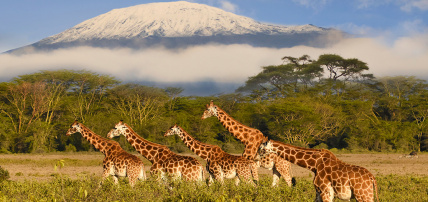 Circuit Découverte du Kenya, de la Savane à l'Océan Indien en 7 nuits, Séjour Kenya par Ôvoyages Circuit Découverte du Kenya, de la Savane à l'Océan Indien en 7 nuits, Séjour Kenya par Ôvoyages