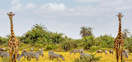 Circuit Découverte du Kenya, de la Savane à l'Océan Indien en 7 nuits, Séjour Kenya par Ôvoyages Circuit Découverte du Kenya, de la Savane à l'Océan Indien en 7 nuits, Séjour Kenya par Ôvoyages