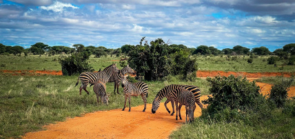 Circuit Découverte du Kenya, de la Savane à l'Océan Indien en 7 nuits, Séjour Kenya par Ôvoyages Circuit Découverte du Kenya, de la Savane à l'Océan Indien en 7 nuits, Séjour Kenya par Ôvoyages