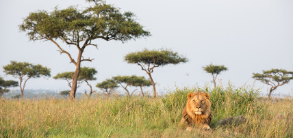Combiné Circuit Masai Mara, Naivasha, Amboseli & Tsavo + Ôclub Select Diamonds Malindi 5*, Combiné Kenya par Ôvoyages Combiné Circuit Masai Mara, Naivasha, Amboseli & Tsavo + Ôclub Select Diamonds Malindi 5*, Combiné Kenya par Ôvoyages