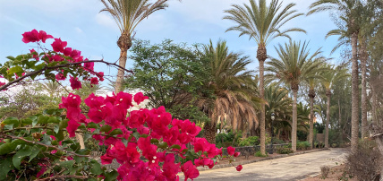 Smart club Drago Park 4*, Séjour Espagne & ses îles, Canaries, Fuerteventura par Ôvoyages Smart club Drago Park 4*, Séjour Espagne & ses îles, Canaries, Fuerteventura par Ôvoyages