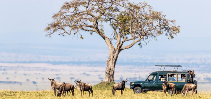 Combiné Safari inoubliable au Kenya : Masai Mara, Naivasha & Amboseli & Ôclub Experience Papillon Lagoon Reef 4*, Combiné Kenya par Ôvoyages Combiné Safari inoubliable au Kenya : Masai Mara, Naivasha & Amboseli & Ôclub Experience Papillon Lagoon Reef 4*, Combiné Kenya par Ôvoyages