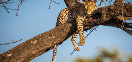 Combiné Safari inoubliable au Kenya : Masai Mara, Naivasha & Amboseli & Ôclub Experience Papillon Lagoon Reef 4*, Combiné Kenya par Ôvoyages Combiné Safari inoubliable au Kenya : Masai Mara, Naivasha & Amboseli & Ôclub Experience Papillon Lagoon Reef 4*, Combiné Kenya par Ôvoyages