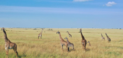 Combiné Safari Kenya : Tsavo, Naivasha, Lac Naivasha et Amboseli & Leopard Beach Resort 5*, Combiné Kenya par Ôvoyages Combiné Safari Kenya : Tsavo, Naivasha, Lac Naivasha et Amboseli & Leopard Beach Resort 5*, Combiné Kenya par Ôvoyages