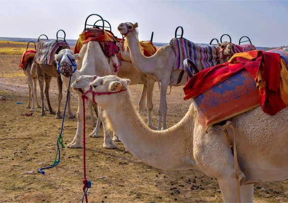 MAROC | 5j/4n - Circuit MAROC | 5j/4n - Circuit