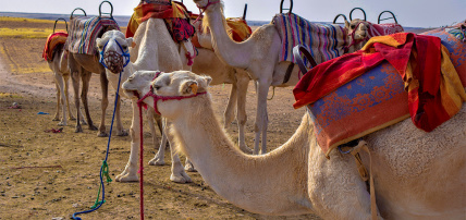 Circuit Marrakech & Désert de Merzouga by Ôvoyages, Circuit Maroc, Marrakech par Ôvoyages Circuit Marrakech & Désert de Merzouga by Ôvoyages, Circuit Maroc, Marrakech par Ôvoyages