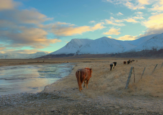 Circuit Estival Aventures en Terres Islandaises 3* Circuit Estival Aventures en Terres Islandaises 3*